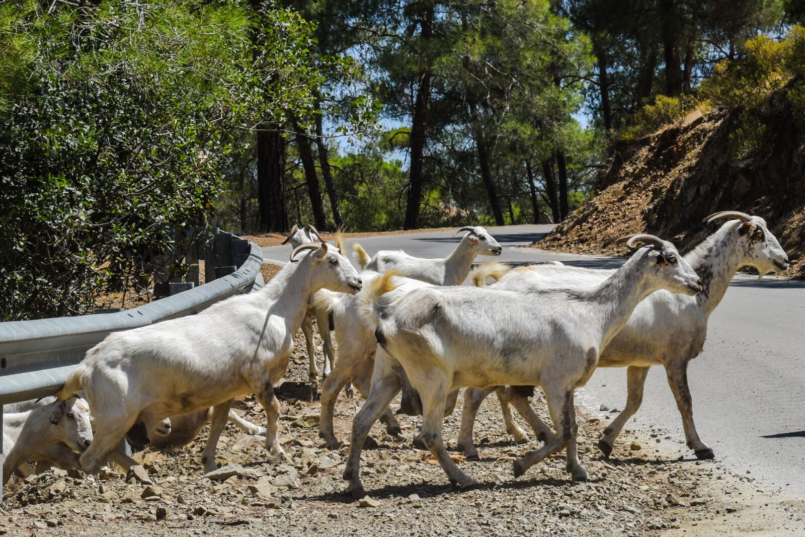 Nikon D3300 sample photo. Goats, forest, road photography