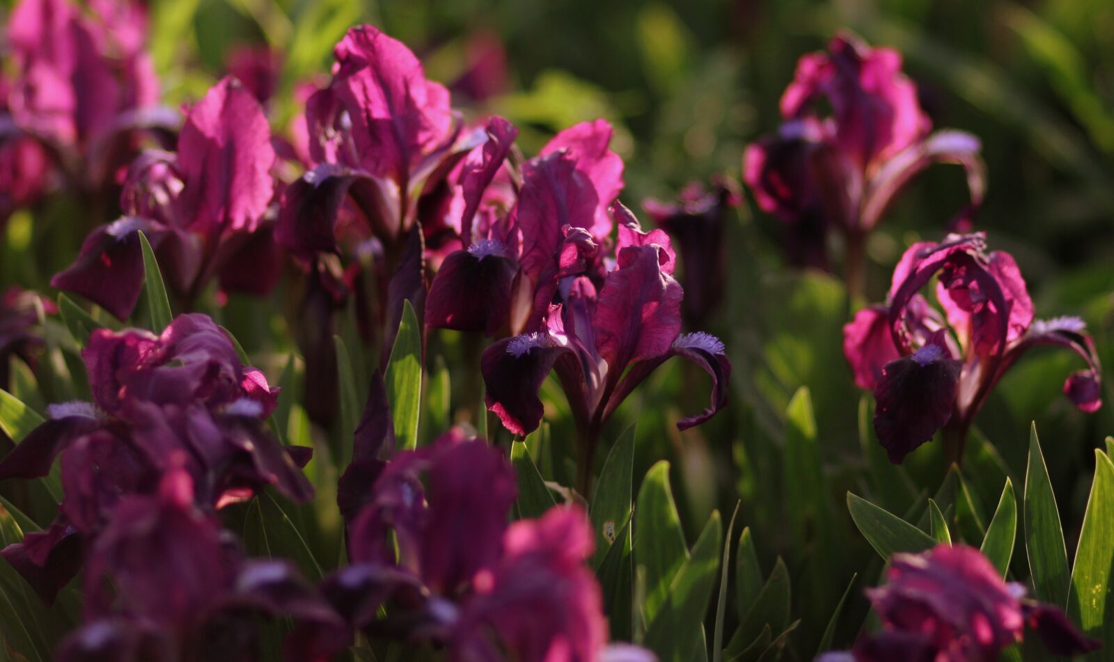 Canon EOS 700D (EOS Rebel T5i / EOS Kiss X7i) + Canon EF 85mm F1.8 USM sample photo. Iris, irises, violet photography