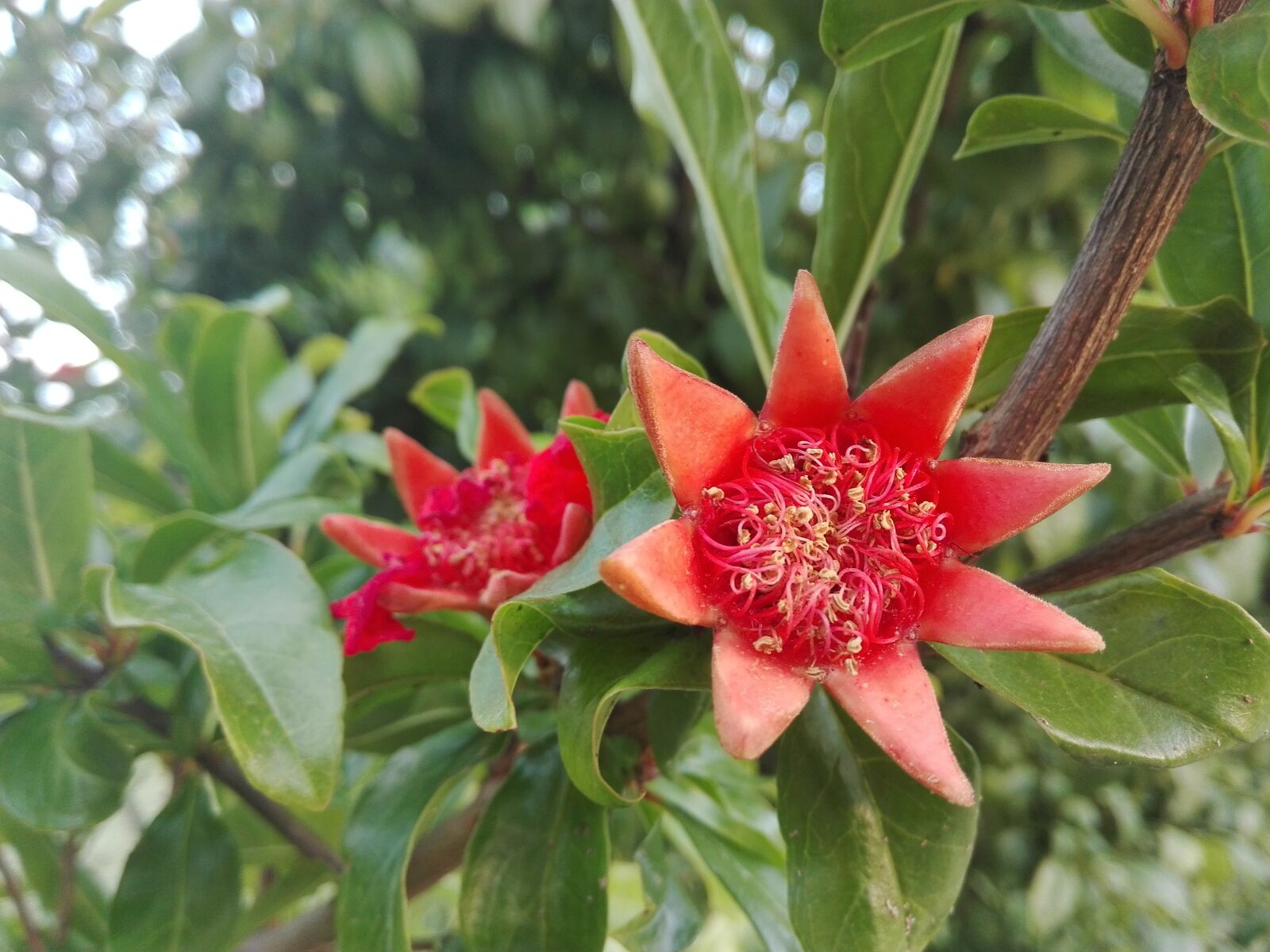 HUAWEI P8 Lite sample photo. Flower, pomegranate, plant photography