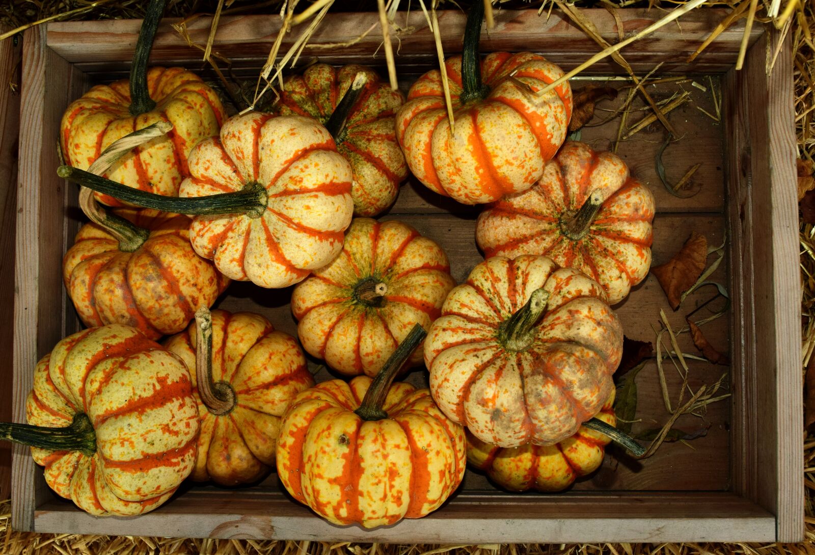 Nikon D3300 sample photo. Pumpkin, gourd, autumn photography