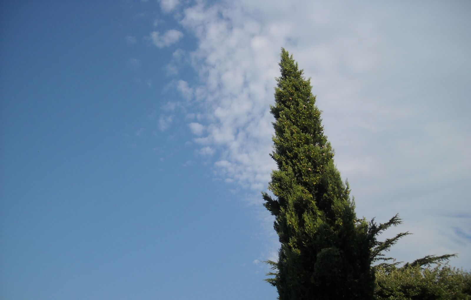 Nikon Coolpix L16 sample photo. Sky, nature, tree photography