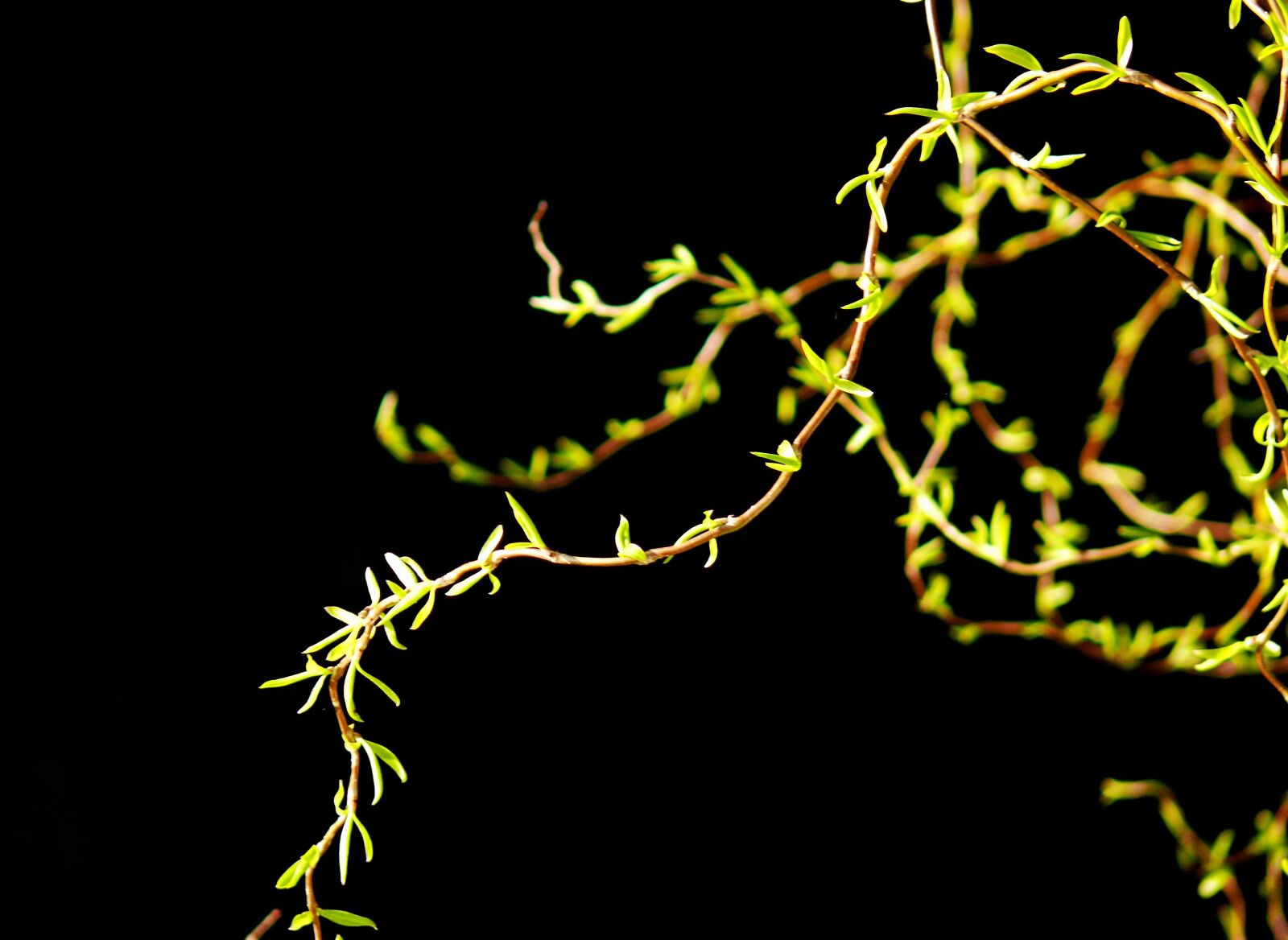 Leica V-LUX 1 sample photo. Spring, fresh green, green photography