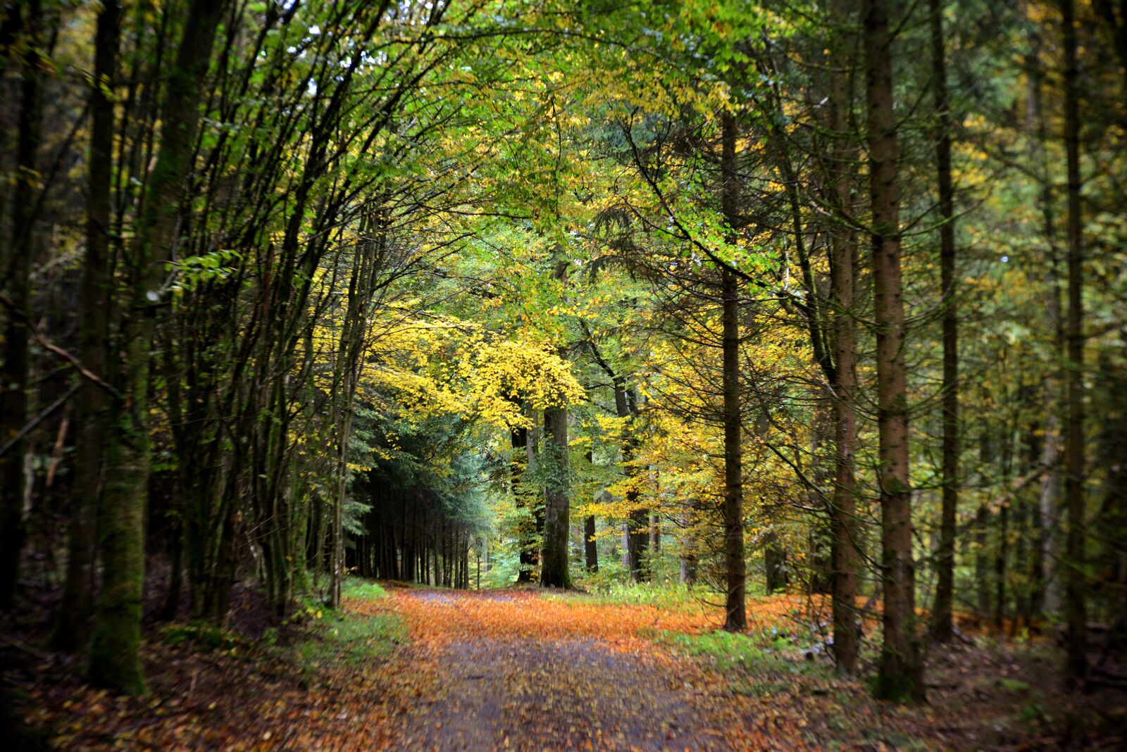 Nikon D600 sample photo. Fall colors, forest, vote photography