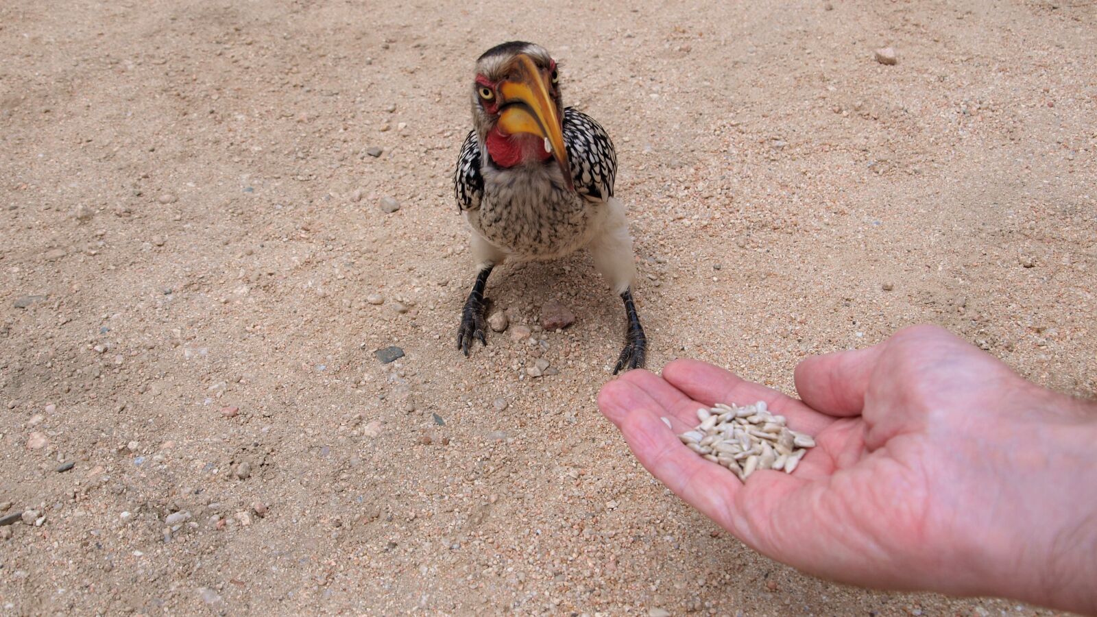 Olympus E-420 (EVOLT E-420) sample photo. Toko, yellow-billed hornbill, africa photography