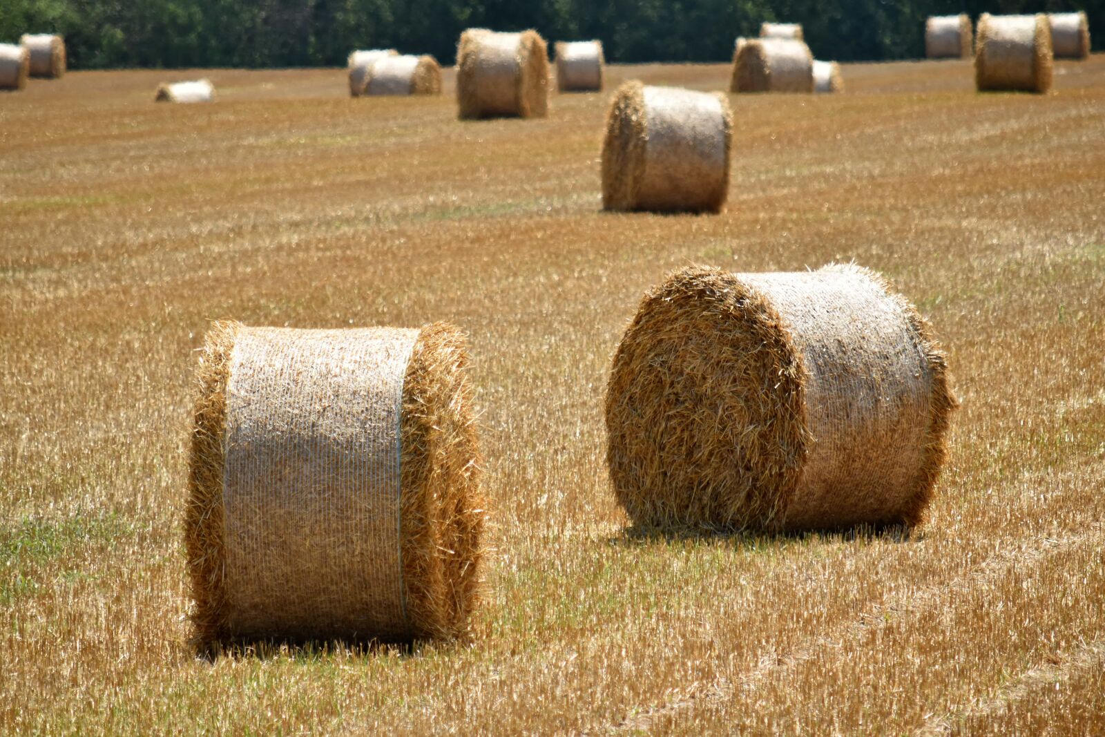 Nikon D5500 sample photo. Haystack, agriculture, bale, circle photography