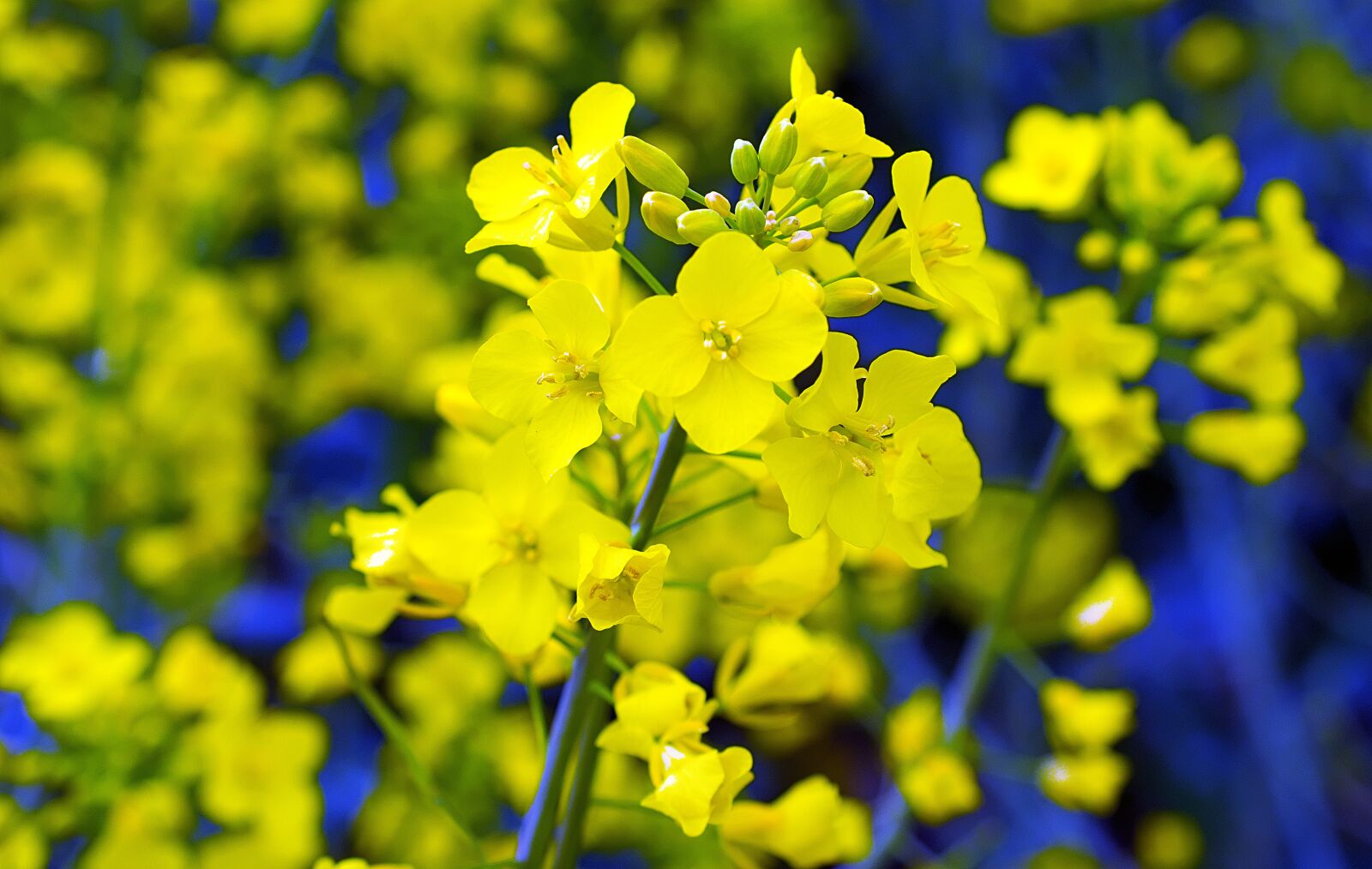 Nikon D3300 sample photo. Oilseed rape, blossom, bloom photography