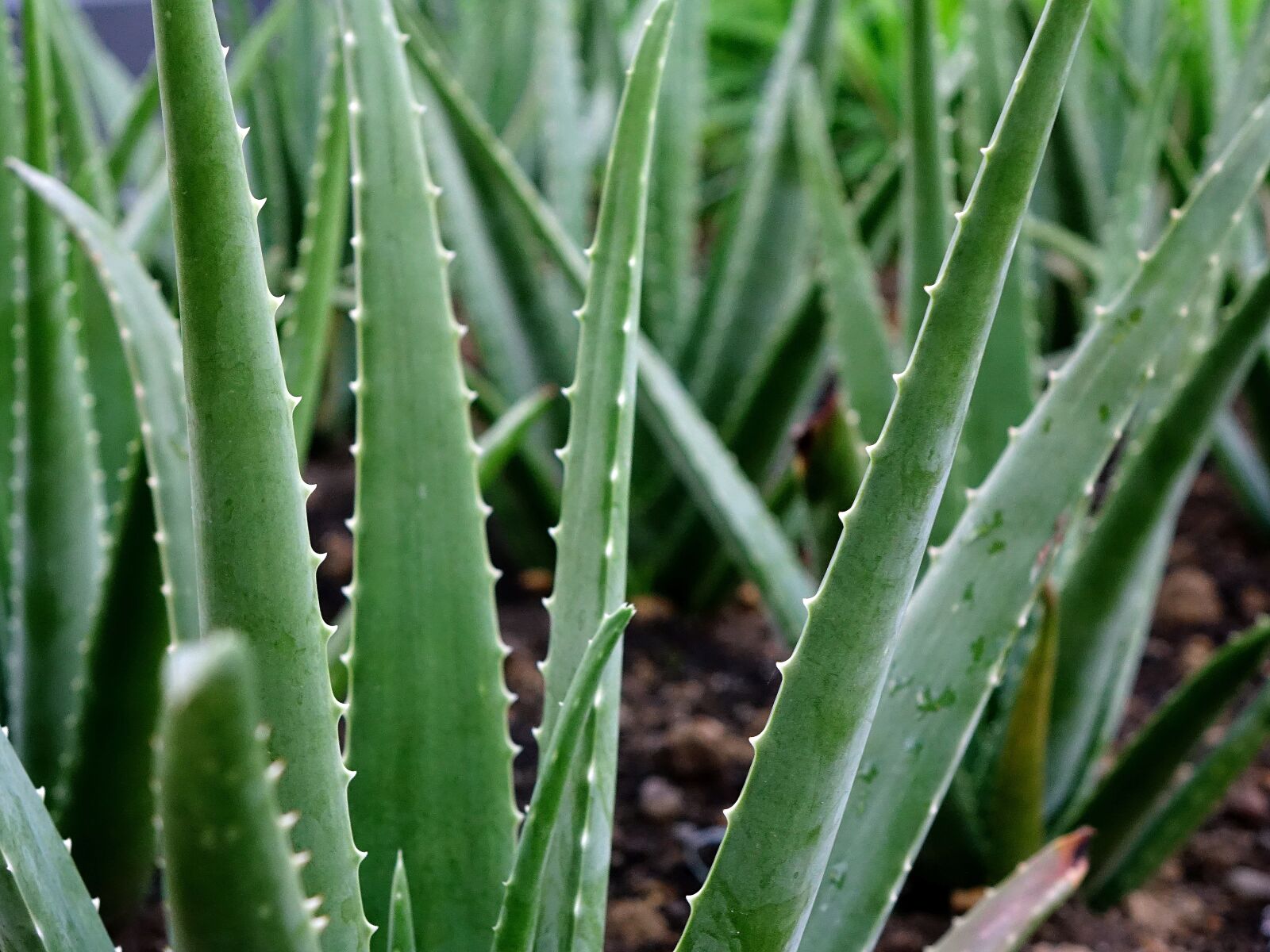 Sony Cyber-shot DSC-RX10 sample photo. Aloe vera, plant, succulent photography