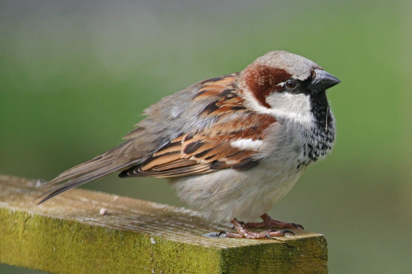 Canon EOS 400D (EOS Digital Rebel XTi / EOS Kiss Digital X) sample photo. Sparrow, sperling, bird photography