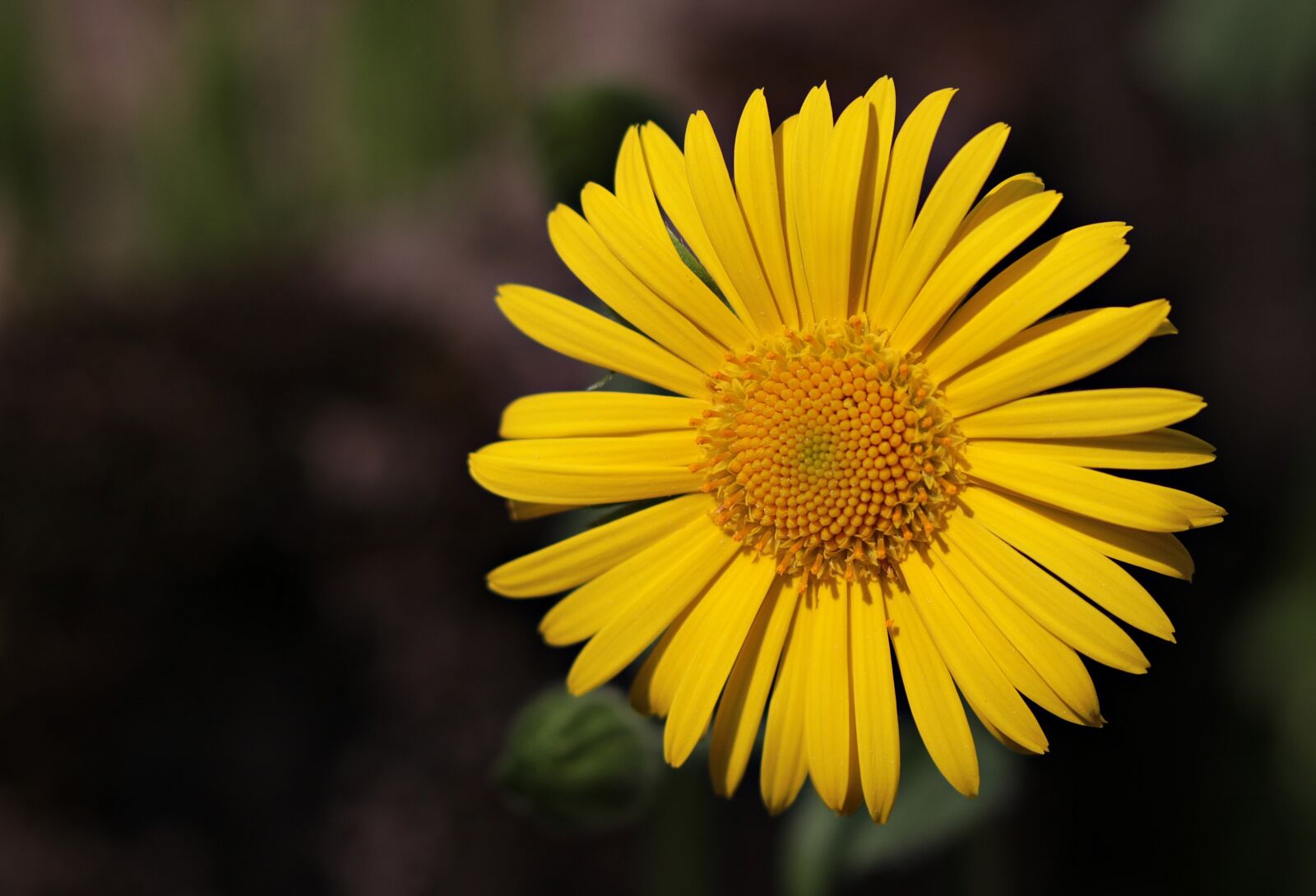 Canon EOS 80D + Canon EF 50mm F1.8 STM sample photo. Marguerite, flower, argyranthemum frutescens photography