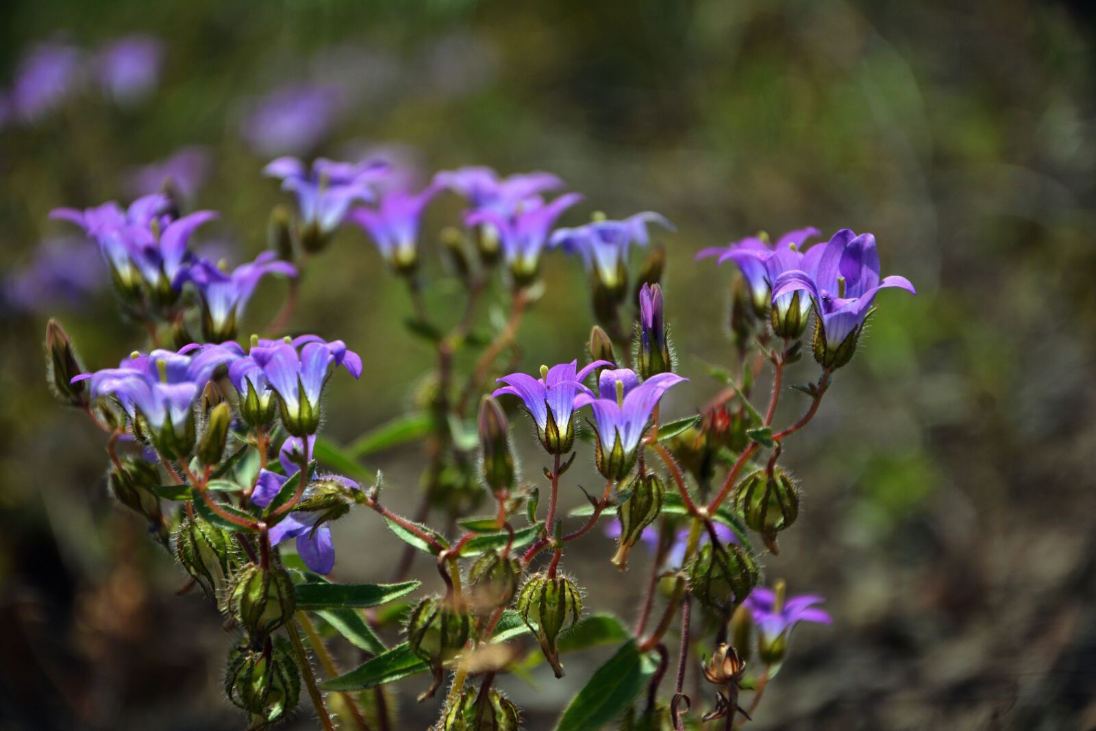 Nikon D7100 sample photo. Wildflowers, the bluebells, spring photography