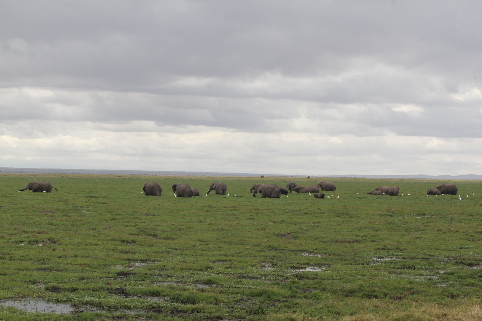 Canon EF 70-200mm F2.8L USM sample photo. Amboseli, national, park, elephants photography