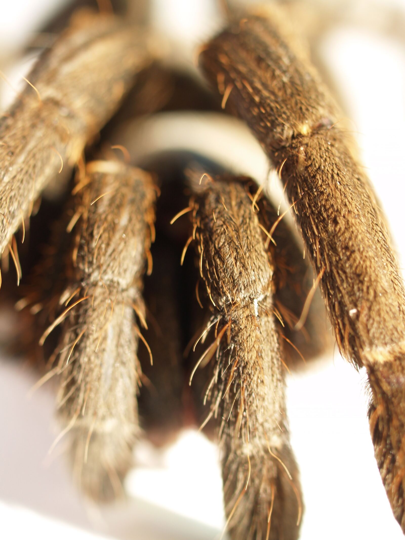 Olympus E-300 (EVOLT E-300) sample photo. Spider, tarantula, arthropod photography