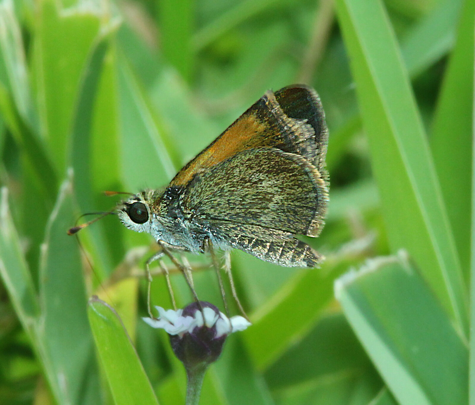 Canon EF 300mm F4L IS USM sample photo