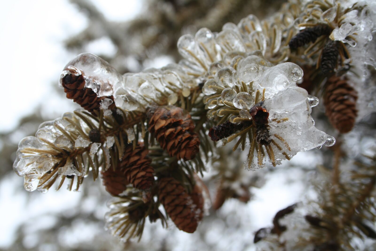 Canon EOS 350D (EOS Digital Rebel XT / EOS Kiss Digital N) sample photo. Ice, cold, winter photography