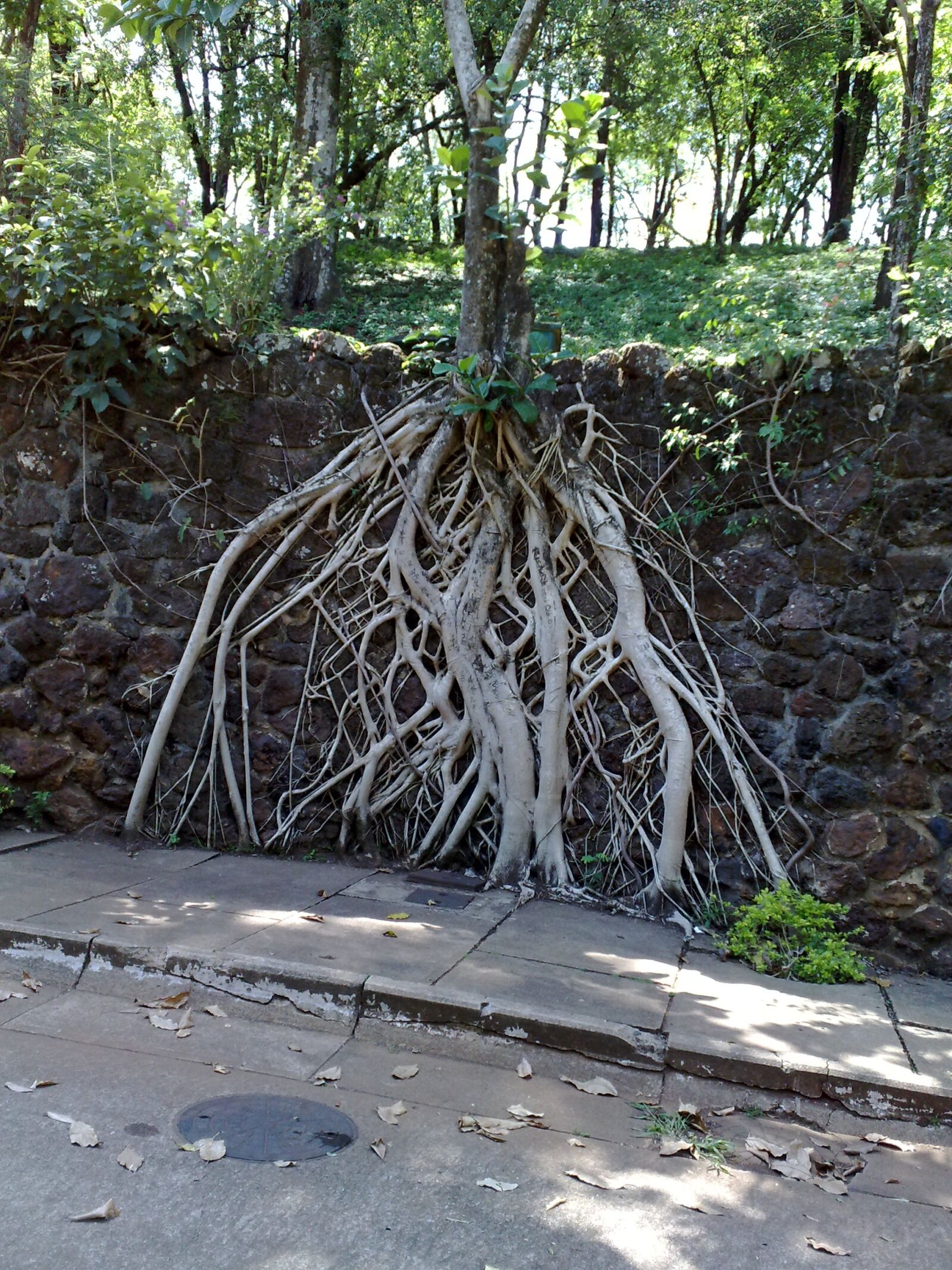 Nokia N82 sample photo. Tree roots, exposed, park photography
