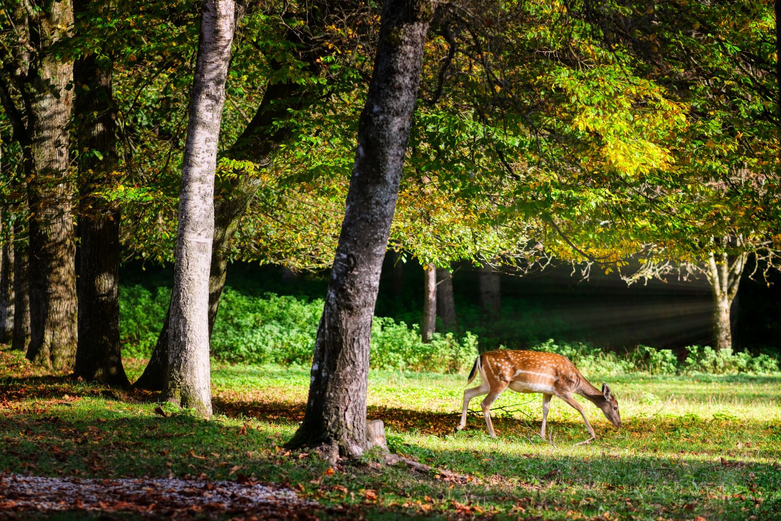 Panasonic Lumix DC-G90 (Lumix DC-G91) sample photo. Roe deer, glade, meadow photography