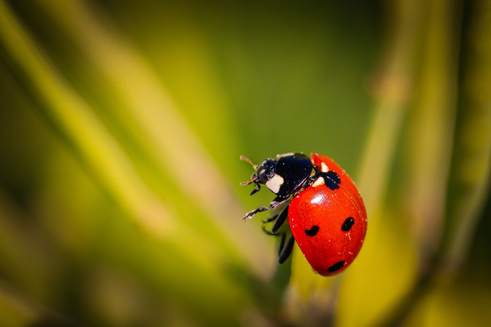 Canon EOS 5D Mark II sample photo. Ladybug, beetle, insect photography