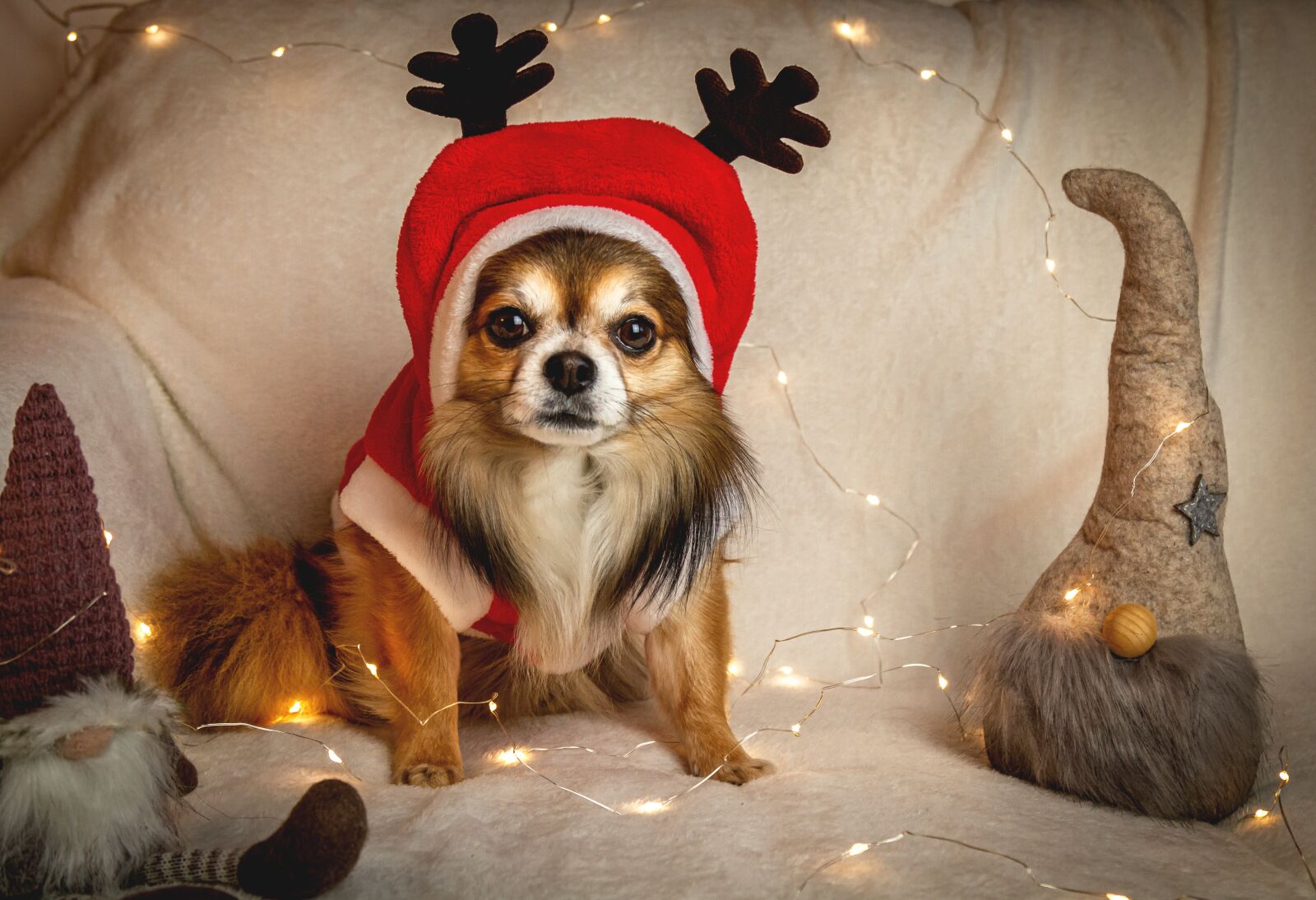 Canon EOS 70D + Canon EF 24-105mm F4L IS USM sample photo. Chihuahua, christmas, dog photography