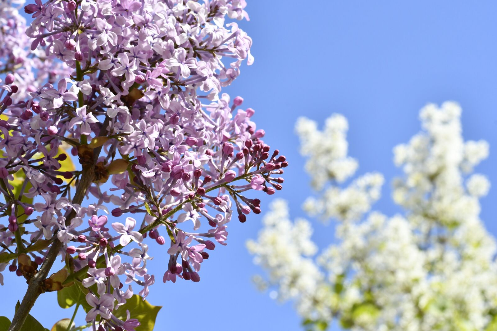 Nikon D7500 sample photo. Spring, flowers, plant photography