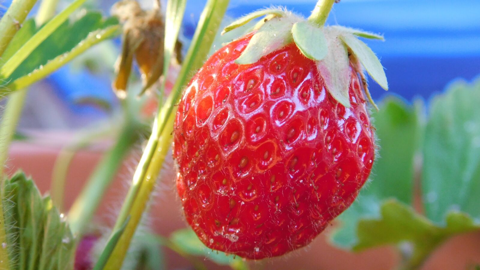 Nikon Coolpix B500 sample photo. Strawberry, strawberries, fruit photography