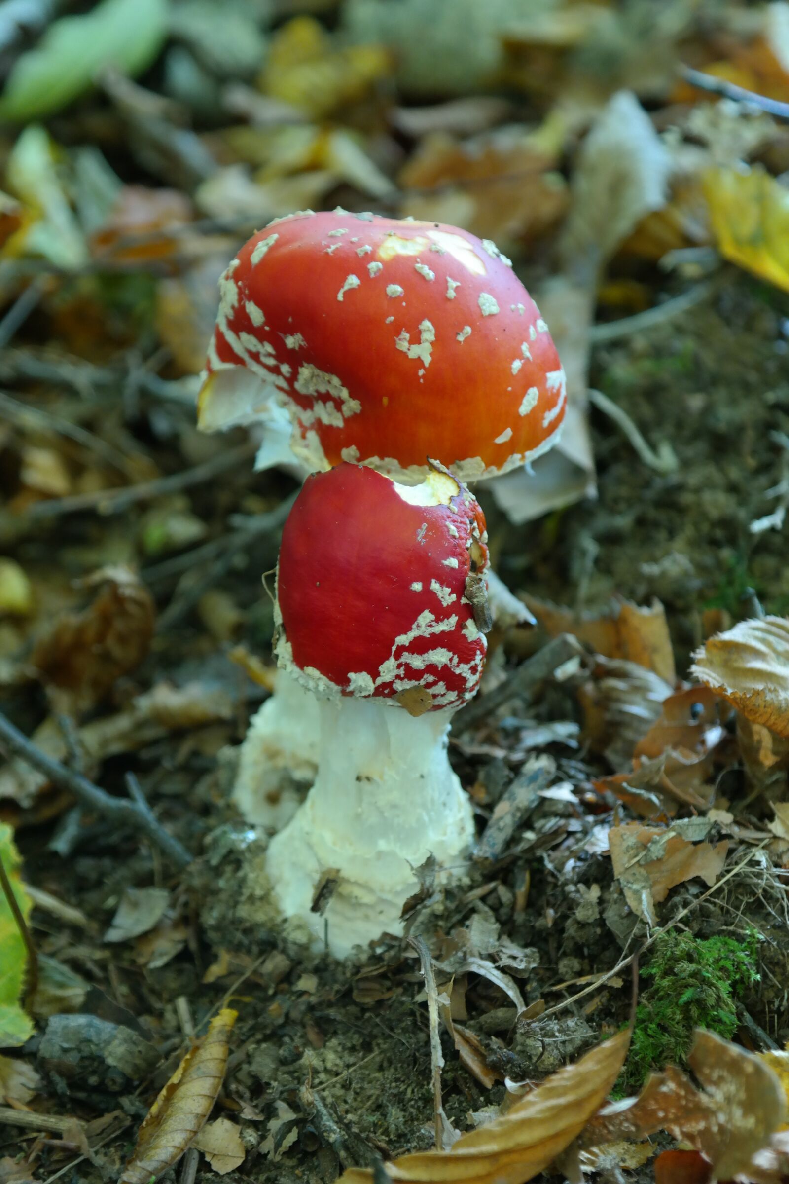 Samsung NX300 sample photo. Fly agaric, mushroom, toxic photography