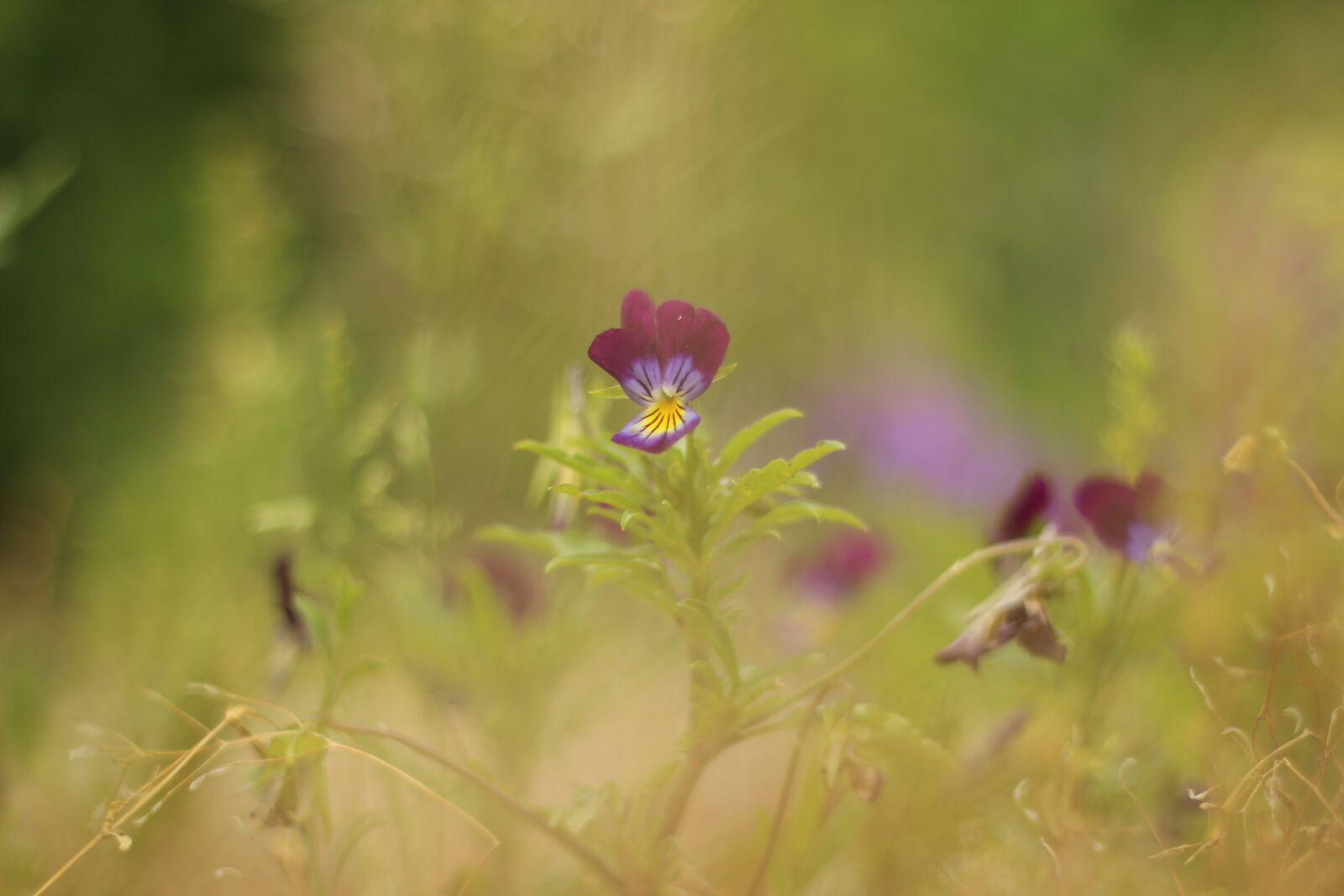 Canon EOS 600D (Rebel EOS T3i / EOS Kiss X5) + Canon EF 50mm F1.8 II sample photo. Violet, flower, spring photography