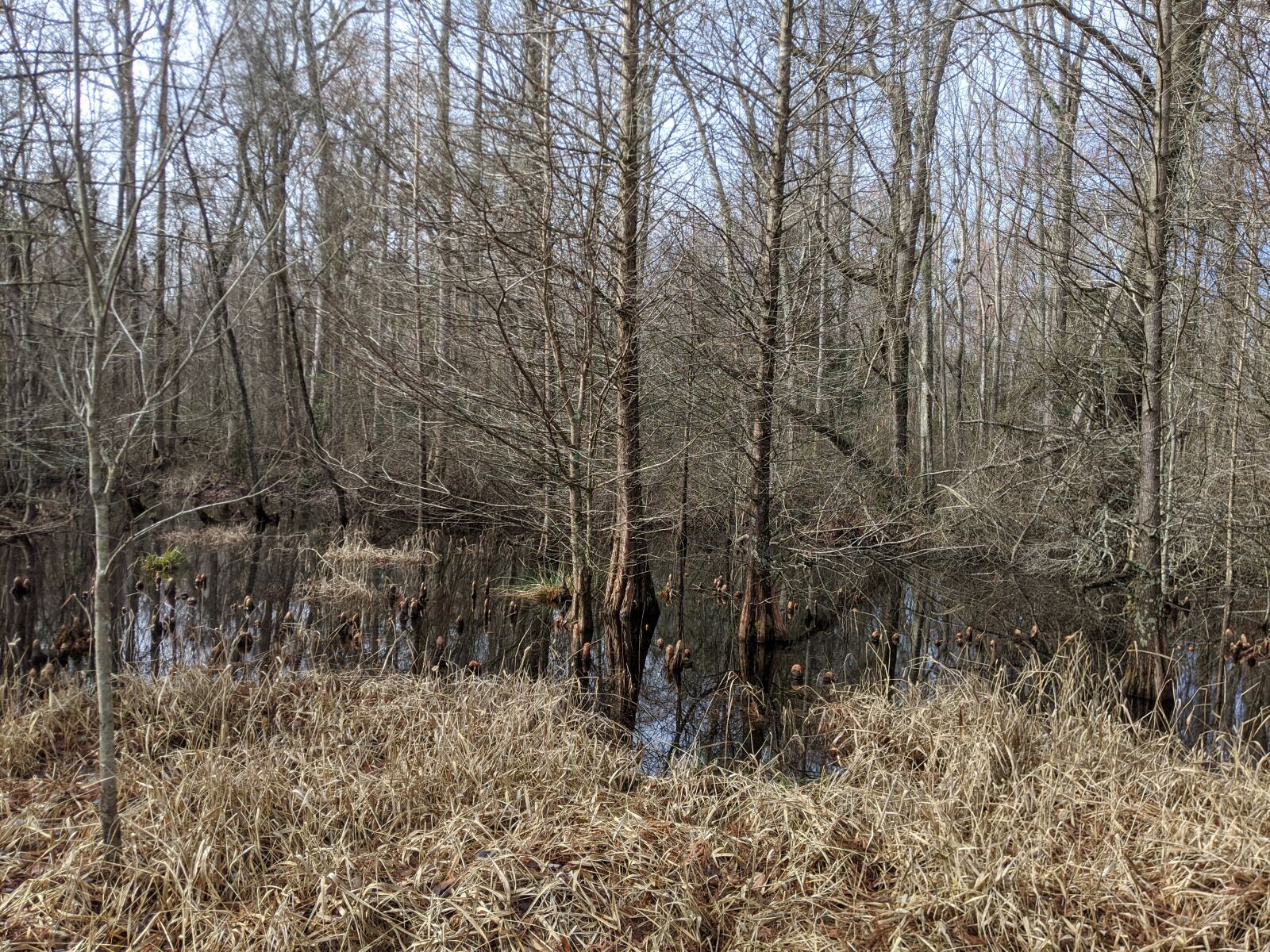 Google Pixel 3 sample photo. Great dismal swamp, marsh photography