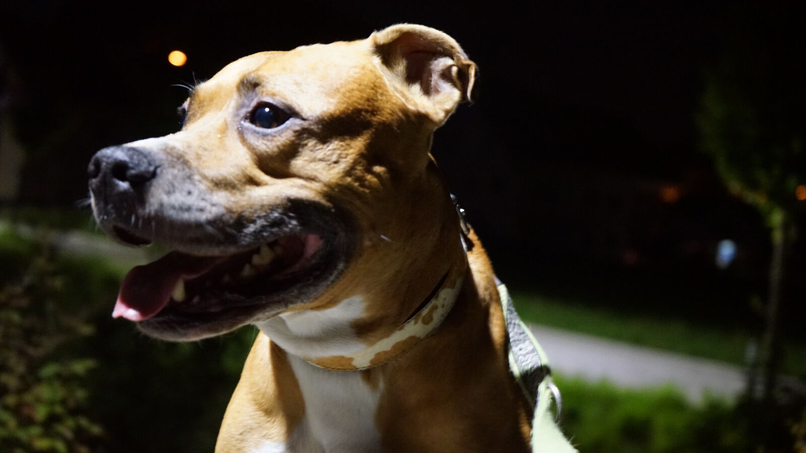 Sony a7 II + Sony FE 28-70mm F3.5-5.6 OSS sample photo. Dog, night, pit, pit photography