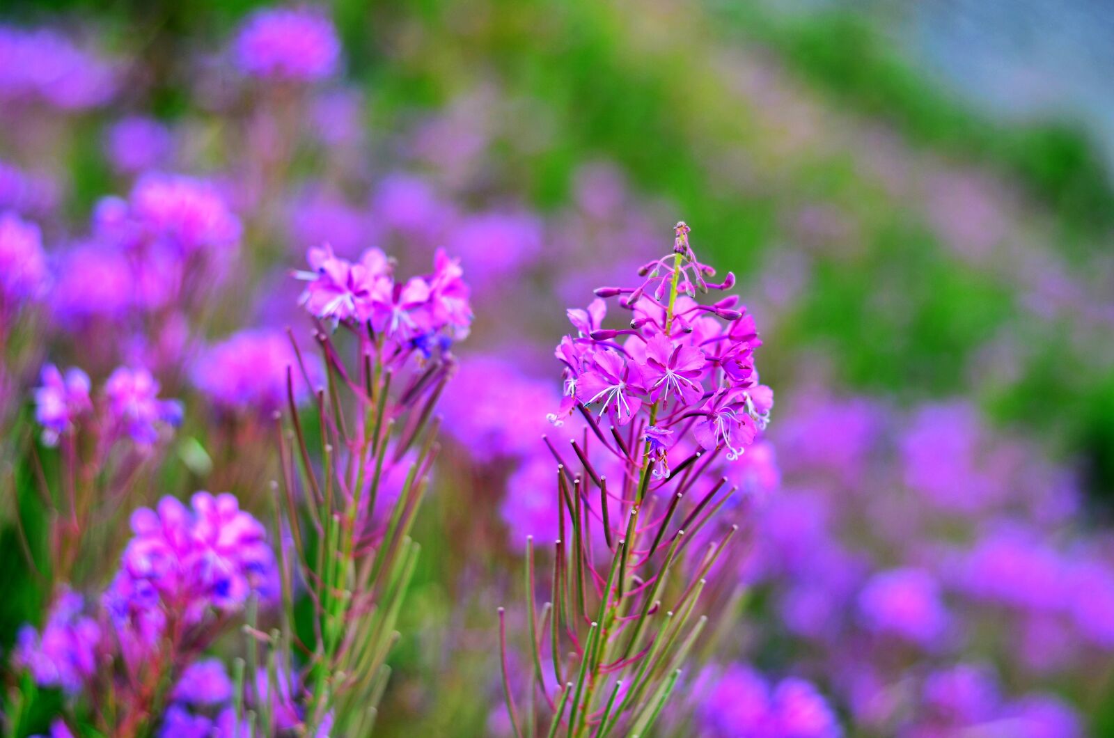 Nikon D5100 sample photo. Flower, nature, spring photography