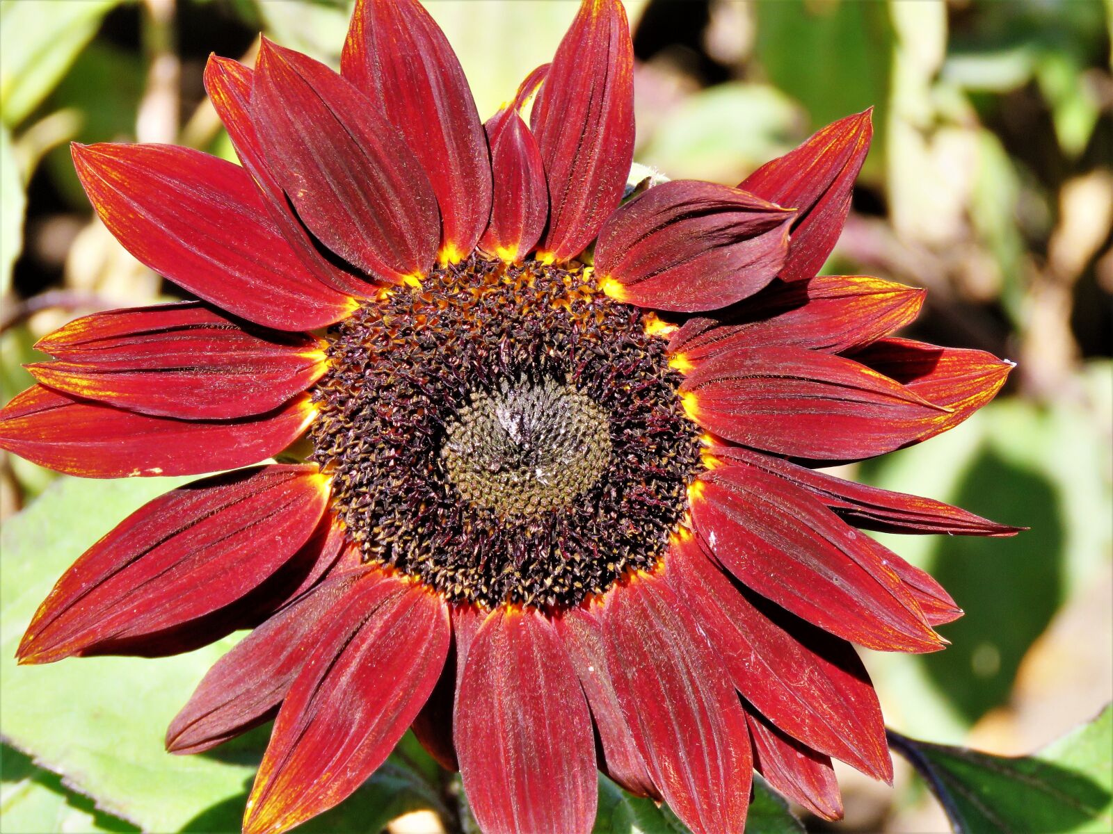Canon PowerShot SX60 HS sample photo. Flower, sunflower, rust photography
