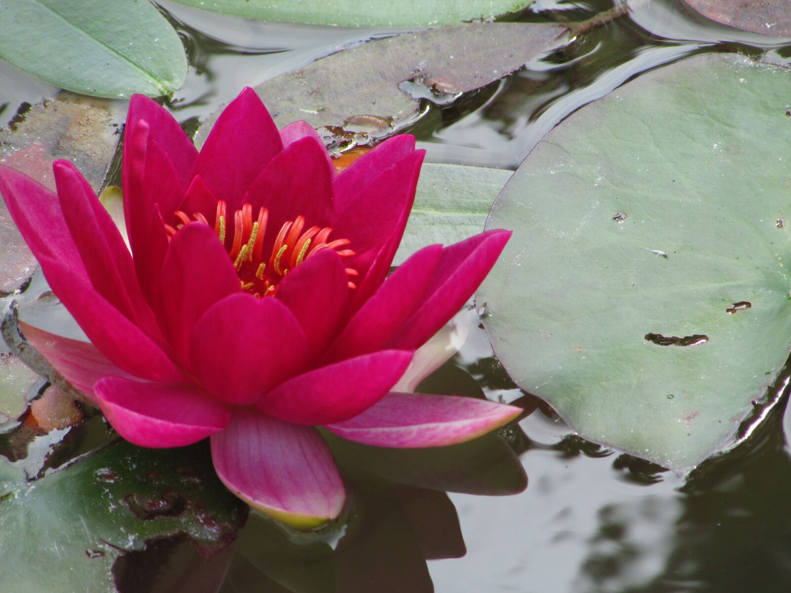Canon PowerShot SX500 IS sample photo. Lotus, red, pond photography