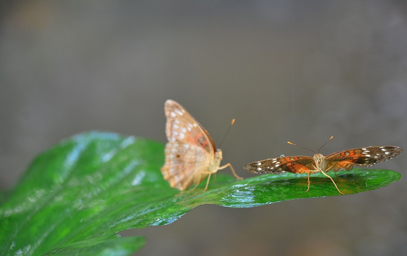 Nikon D7000 sample photo. Butterfly, insect, leaf photography