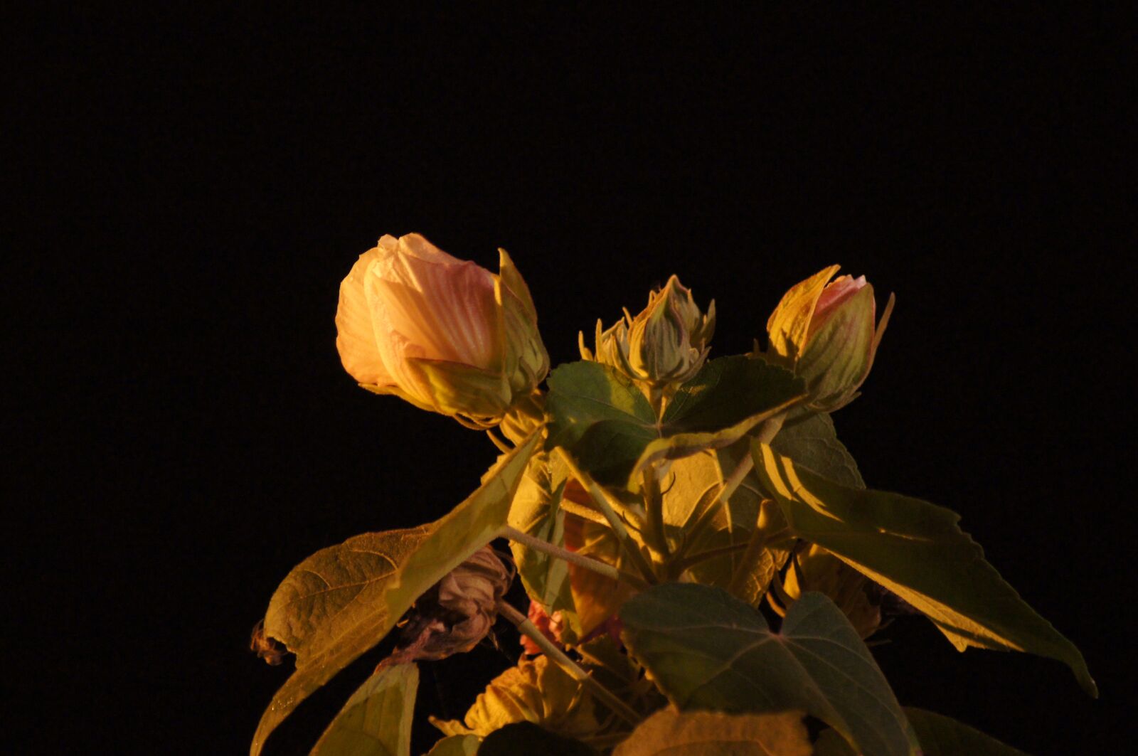 Sony SLT-A55 (SLT-A55V) sample photo. Night, landscapes, finlandia photography