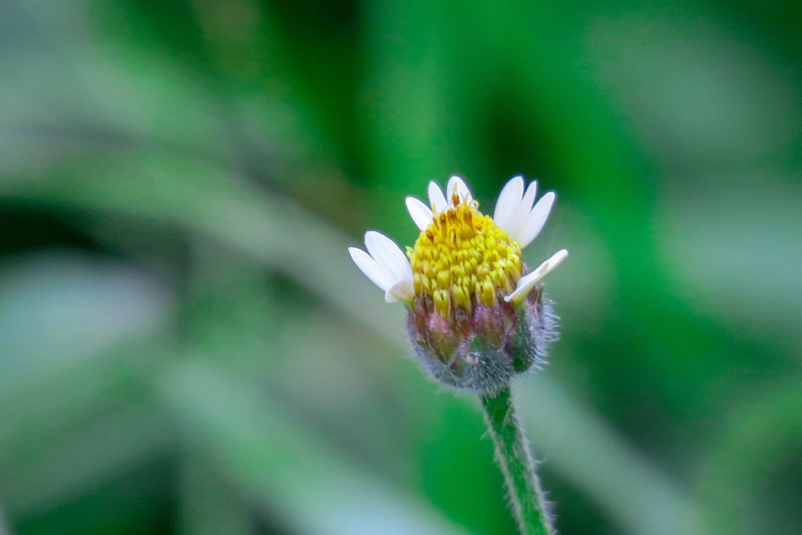Canon PowerShot G3 X sample photo. Hong kong, plant, petal photography