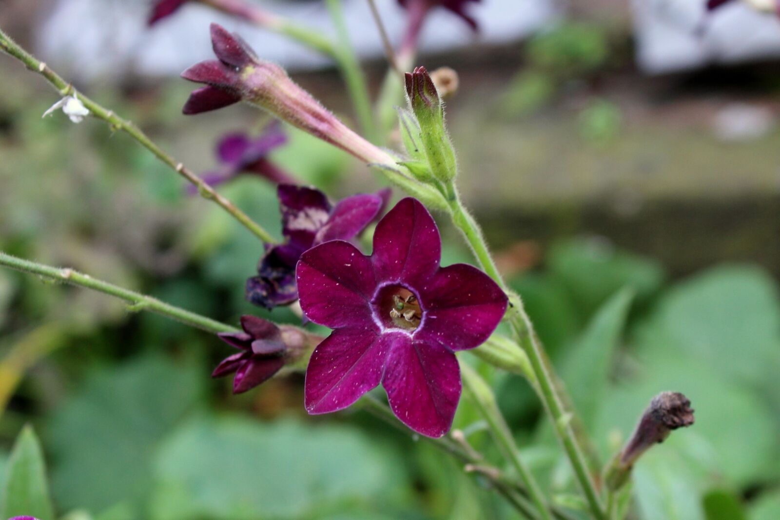Canon EOS 1200D (EOS Rebel T5 / EOS Kiss X70 / EOS Hi) sample photo. Flower, purple flower, autumn photography