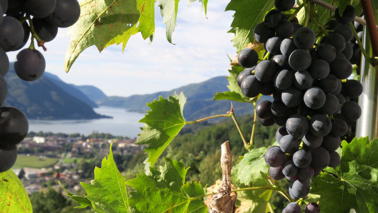 Canon PowerShot G5 X sample photo. Grapes, lake, plant photography