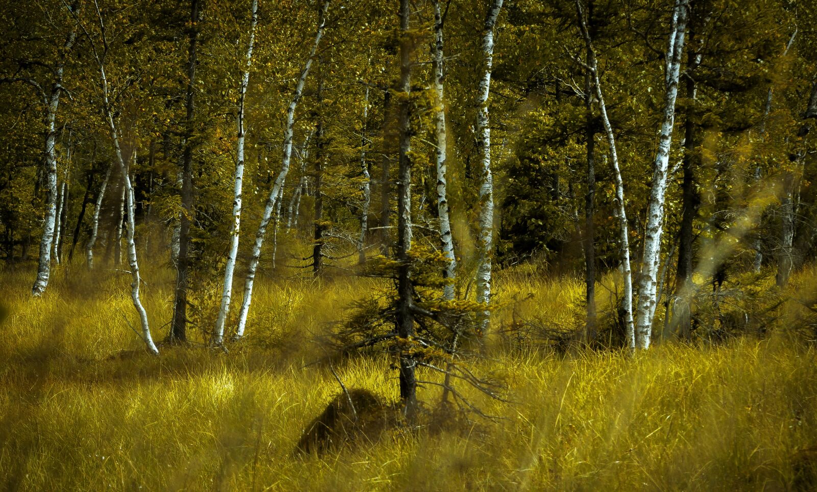 Nikon D90 sample photo. Birch forest, landscape, forest photography