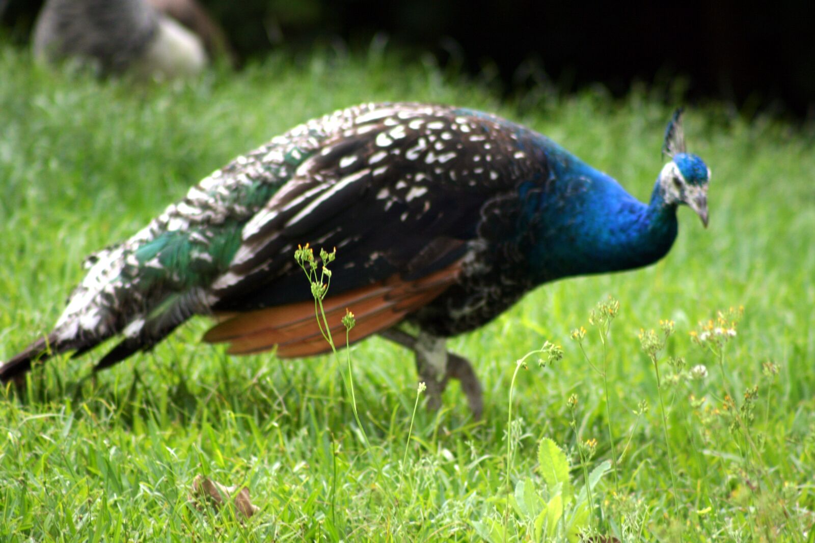 Canon EOS 400D (EOS Digital Rebel XTi / EOS Kiss Digital X) sample photo. Peacock, bird, colorful photography