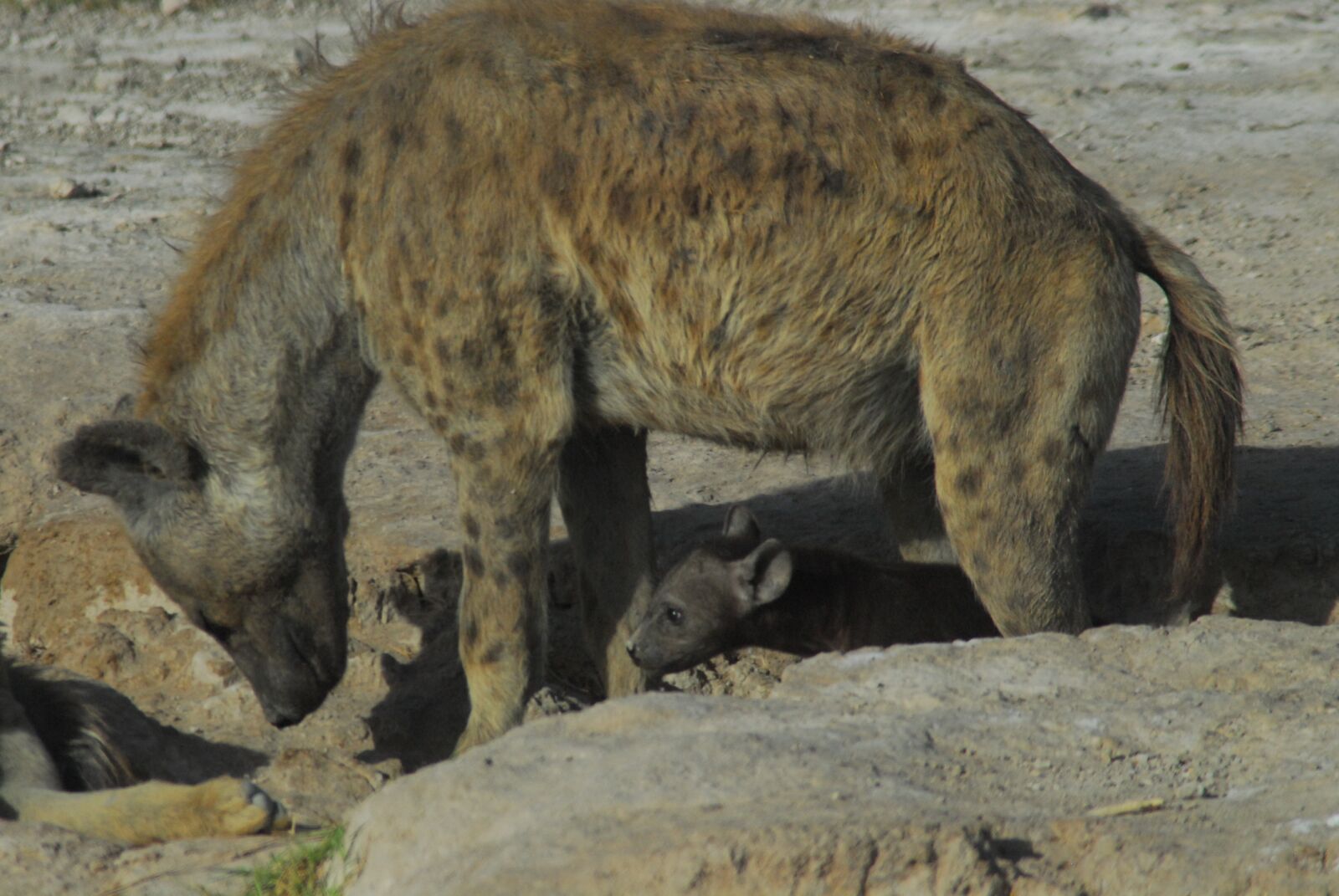 Nikon D200 sample photo. Hyena, baby, curious photography