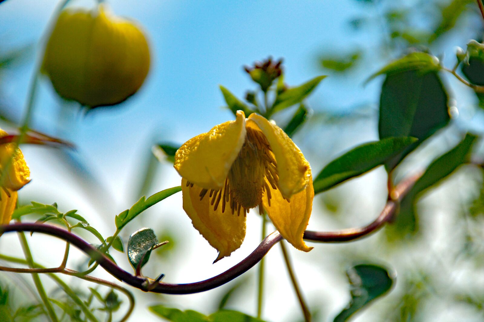 Nikon D50 sample photo. Flower, bloom, yellow photography