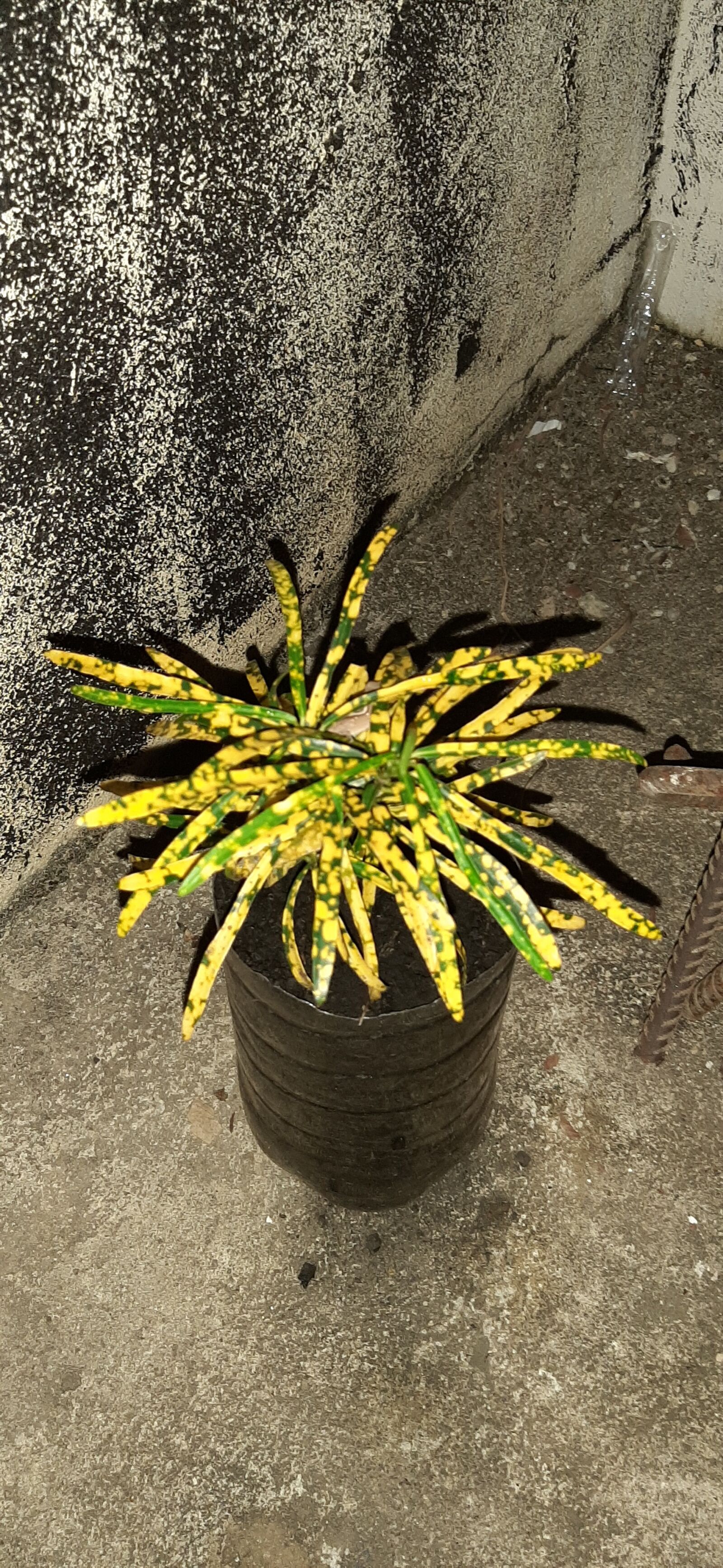 Samsung Galaxy A50 sample photo. Plantas, flora, flores photography
