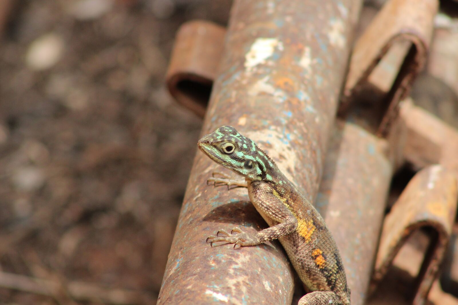 Canon EF 75-300mm f/4-5.6 sample photo. Agama, lizard, animal photography