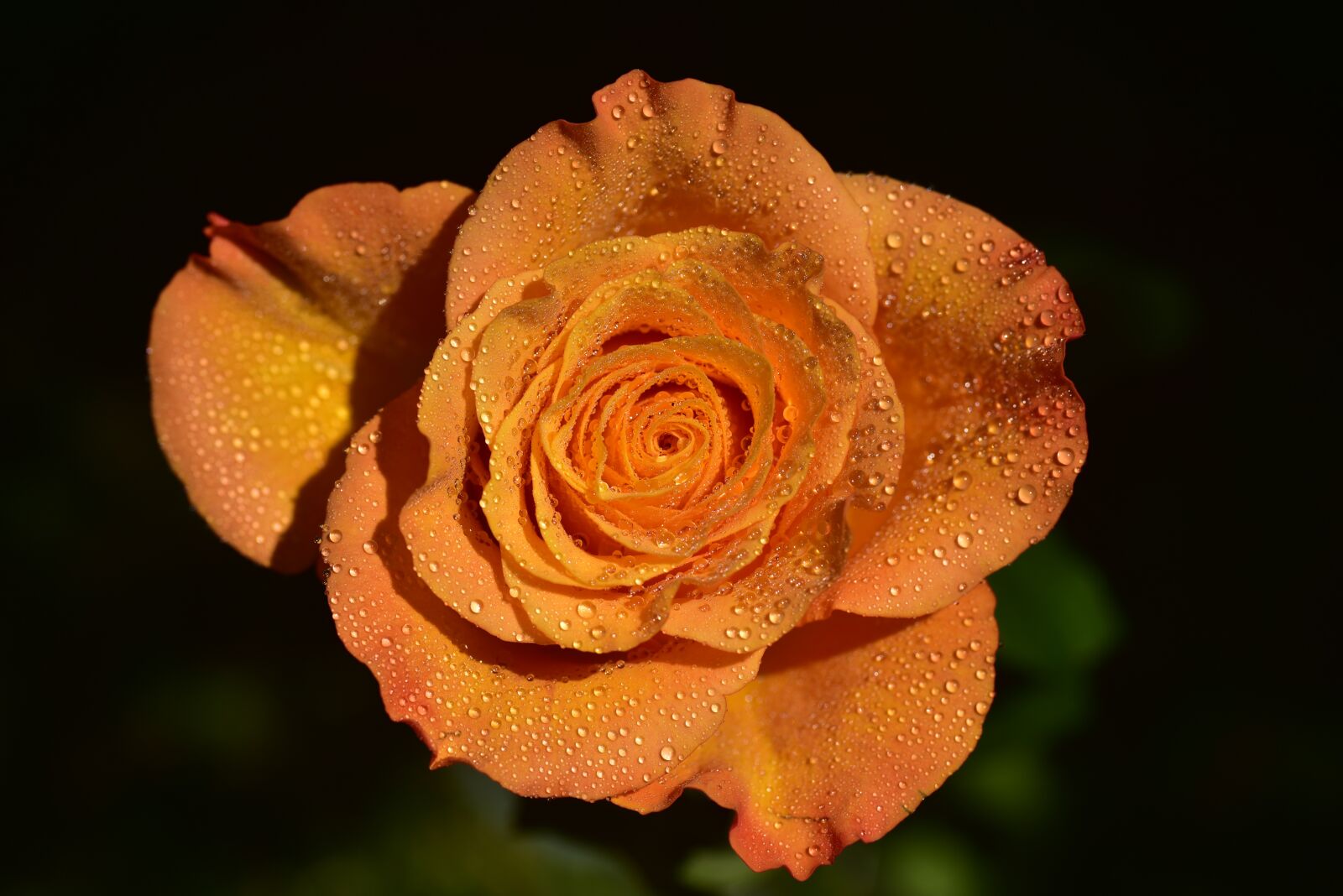 Nikon D750 sample photo. Rose, orange, floribunda photography