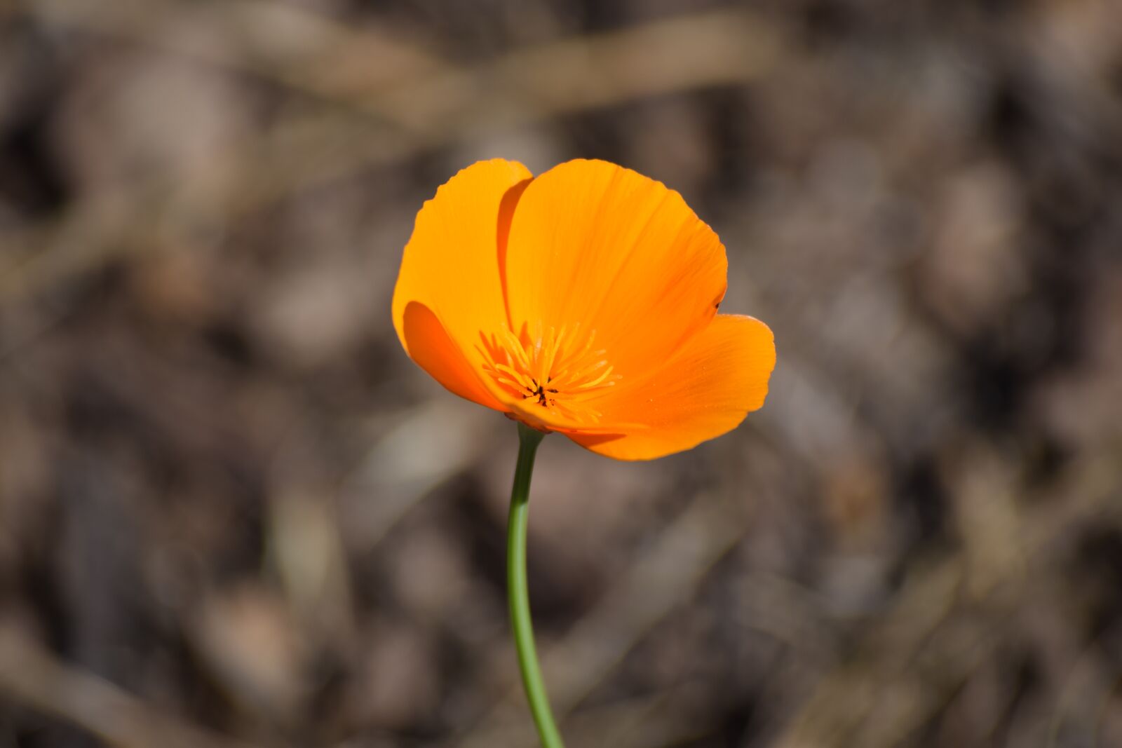 Nikon D3300 sample photo. Plant, bloom, flower photography