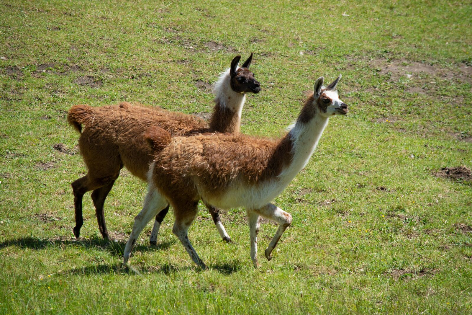 Nikon D7100 sample photo. Lamas, animals, meadow photography