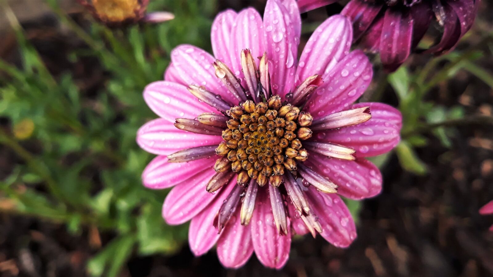 Samsung Galaxy J5 sample photo. Osteospermum, flower, nature photography