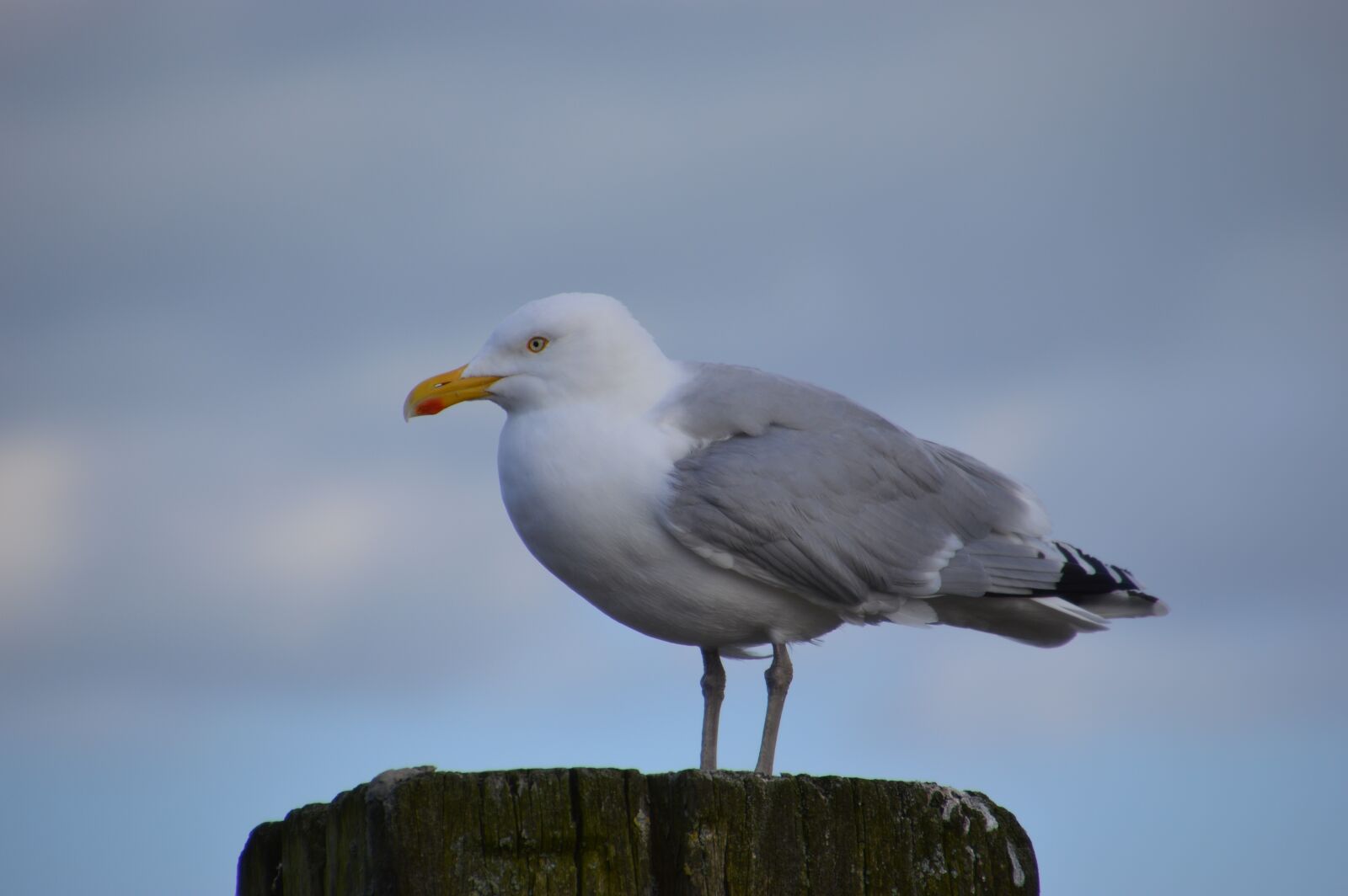 Nikon D3200 sample photo. Coast, seevogel, port photography