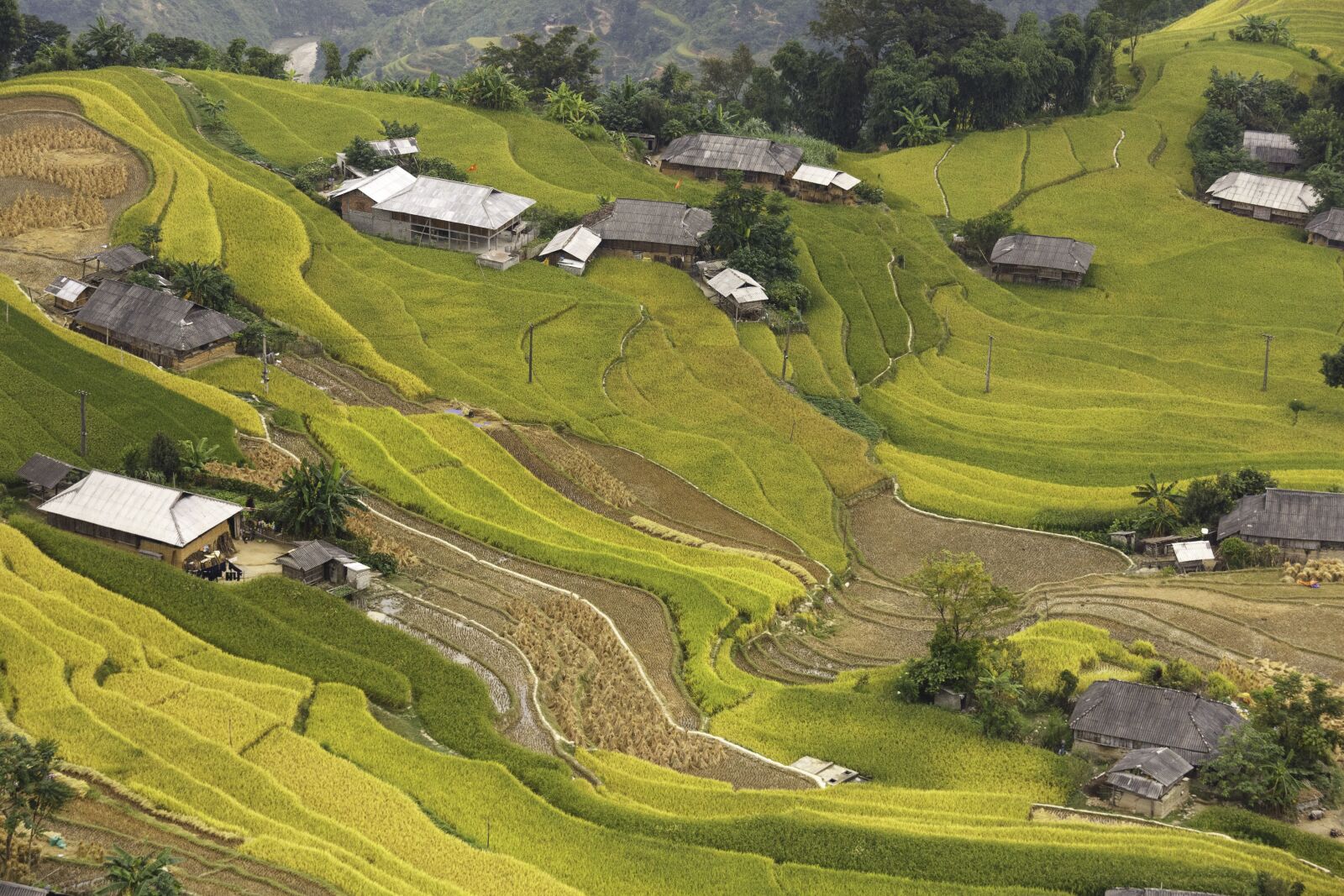 Canon EF 70-200mm F4L IS USM sample photo. Vietnam, rice, rice field photography