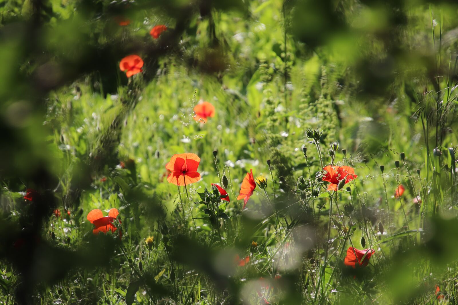 Canon EOS 800D (EOS Rebel T7i / EOS Kiss X9i) sample photo. Poppies, herbs, plants photography