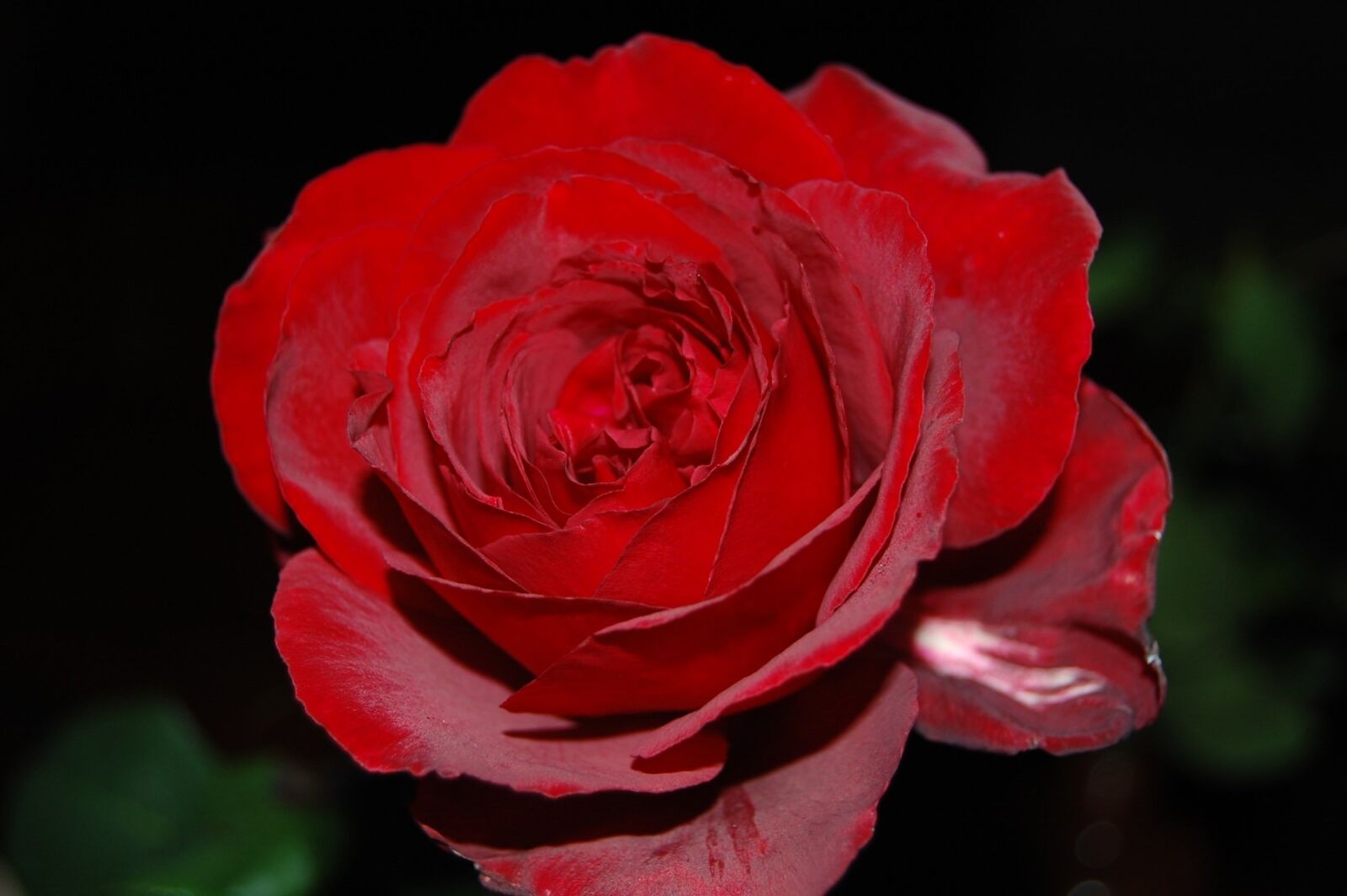 Nikon D40 sample photo. Flower, rose, plant photography